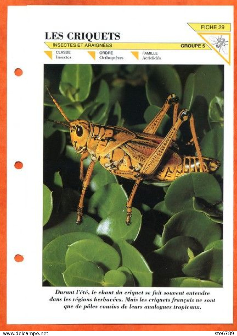 CRIQUETS  Insecte Illustrée Documentée   Animaux Insectes Fiche Dépliante - Animals