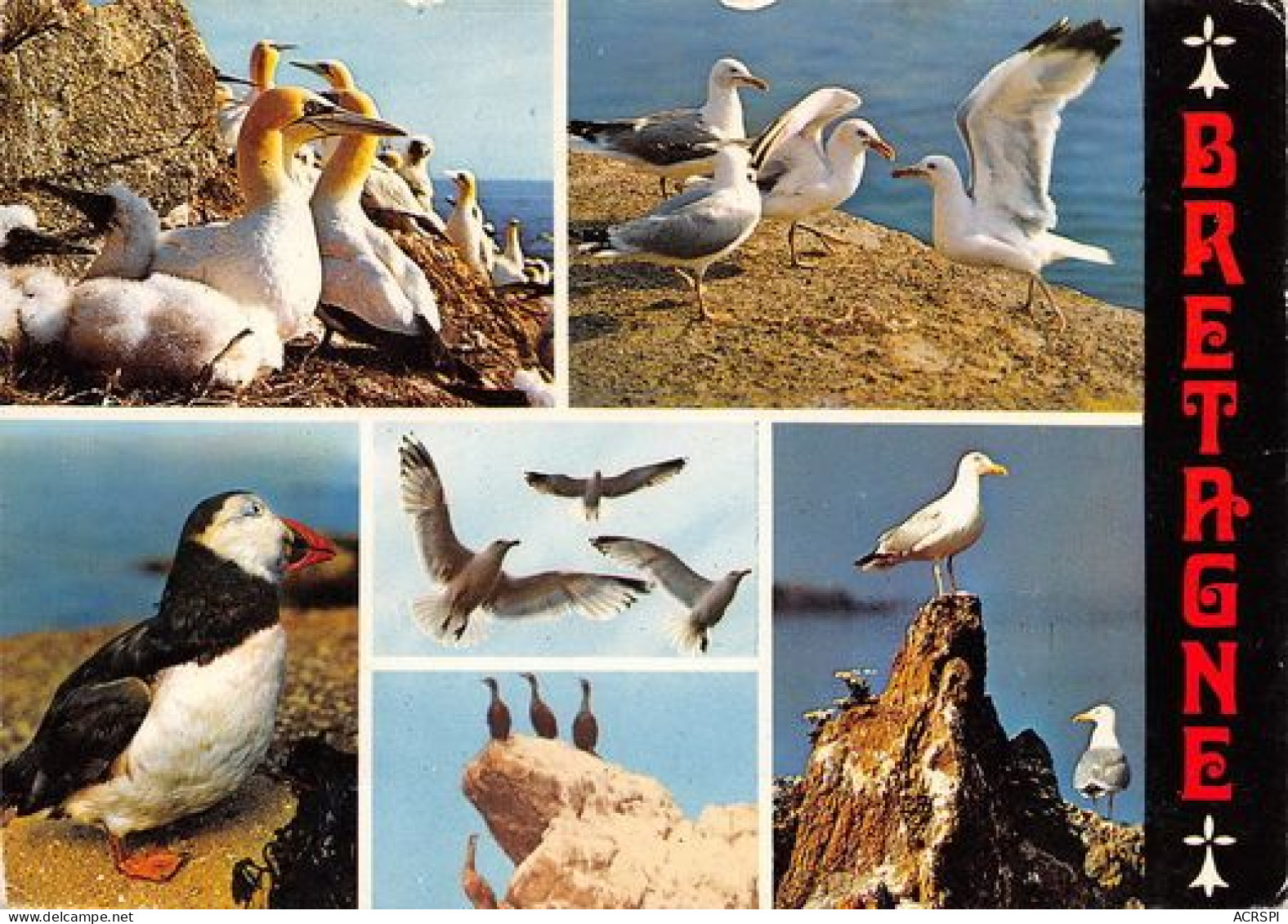 OISEAUX DE BRETAGNE  Fous De Bassan Goeland Macareux  7 (scan Recto Verso)MA2100BIS - Bretagne