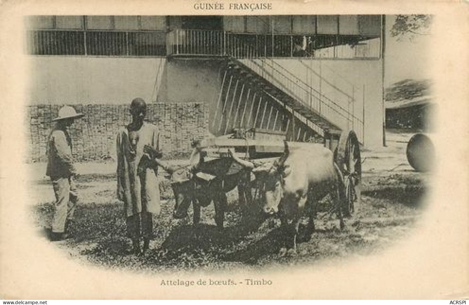 CONAKRY  GUINEE FRANCAISE ATTELAGE DE BOEUFS TIMBO PRECURSEUR 20   (scan Recto-verso)MA2114Bis - Frans Guinee