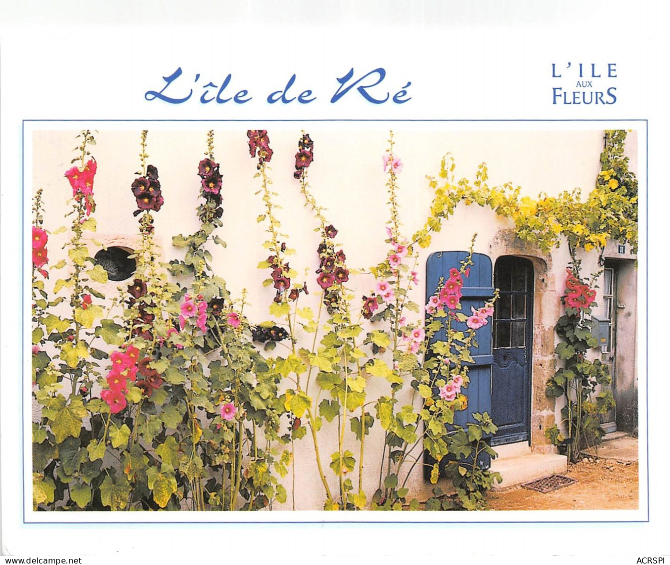 IL DE RE Ruelle Fleurie De Roses Tremieres 10(scan Recto-verso) MA2183 - Ile De Ré