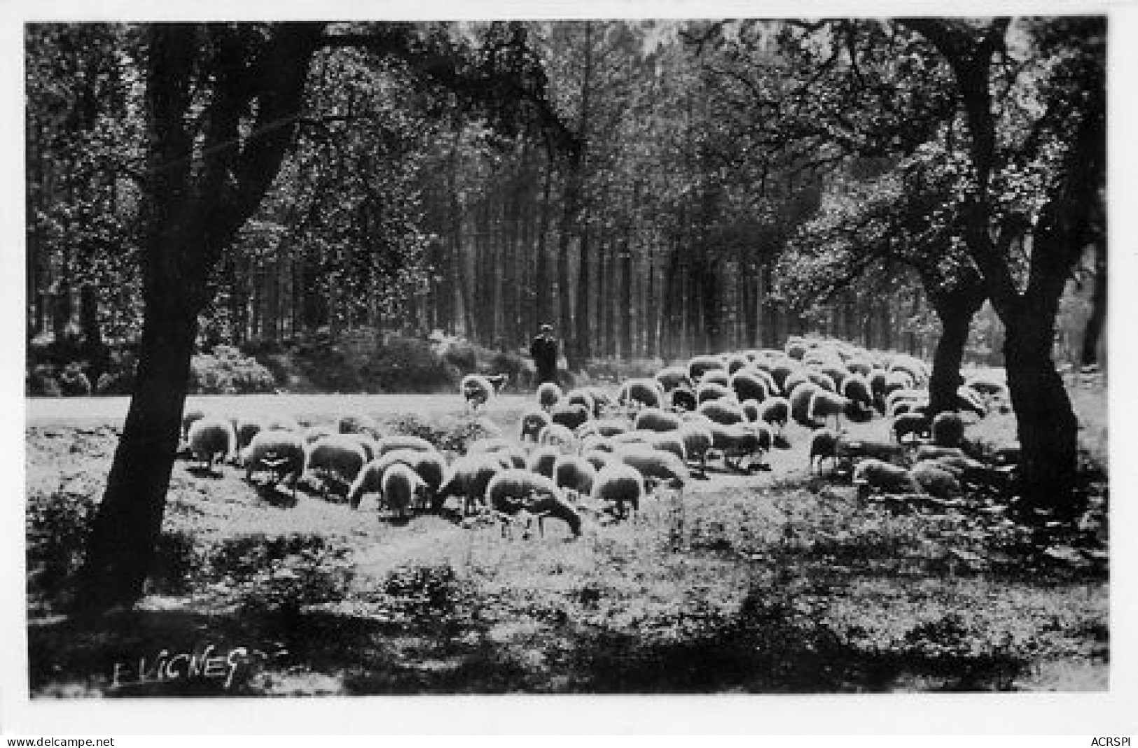 LANDES   MOUTONS Dans Les Chenes Lieges  1   (scan Recto-verso)MA2178Ter - Andere & Zonder Classificatie