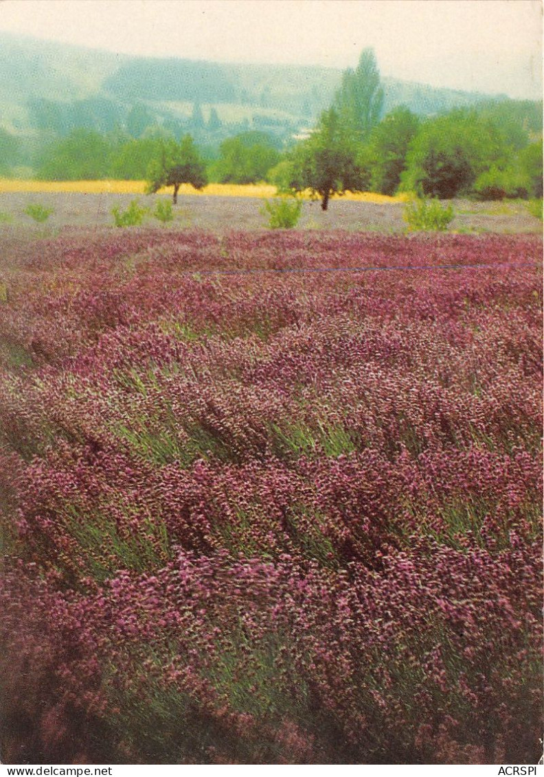 BUIS LES BARONNIES Clos D Aguzon St Auban Sur L Ouveze 21(scan Recto-verso) MA2190 - Buis-les-Baronnies