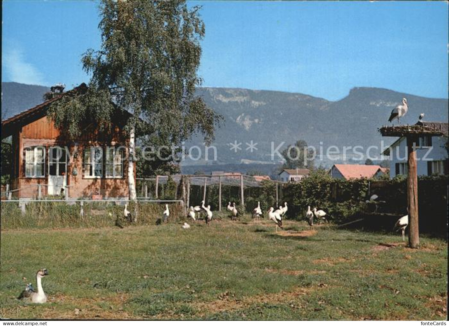 12499258 Altreu Selzach Schweizer Vogelwarte Sempach Storchen Versuchsgehege Alt - Altri & Non Classificati