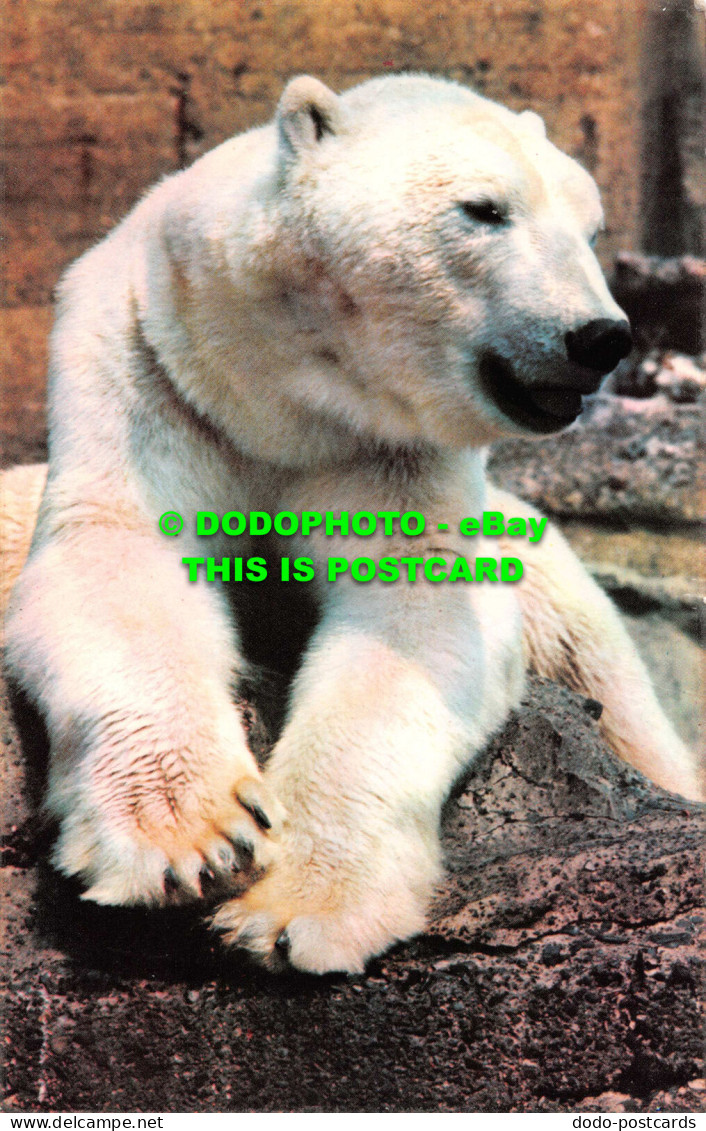 R542212 Polar Bear At London Zoo. Harvey Barton - Other & Unclassified