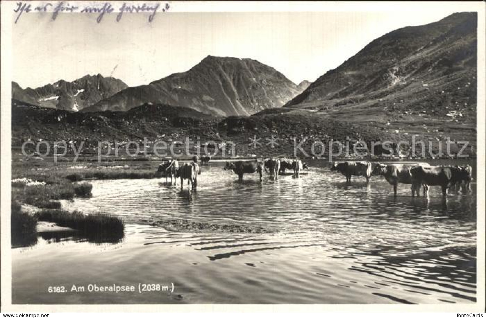 12474414 Oberalpsee Mit Kuehen Andermatt - Andere & Zonder Classificatie