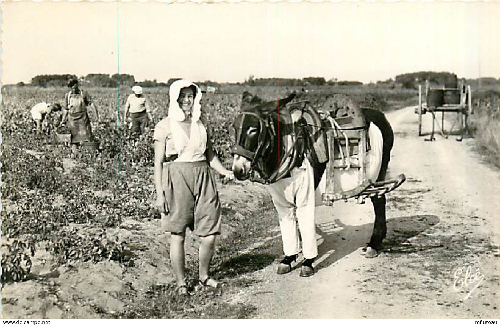 17* ILE DE RE Ane En Culottes  CPSM (petit Format)               MA91-0197 - Ile De Ré