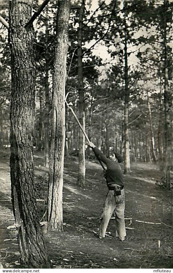 40* LANDES  Le Gemmeur   (CPSM Petit Format)    MA92,1397 - Sonstige & Ohne Zuordnung