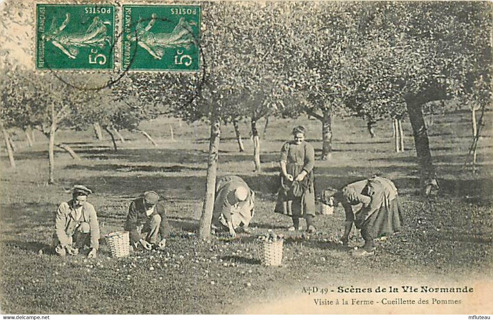 50* NORMANDIE  Cueillette Des Pommes                 MA93,0705 - Autres & Non Classés