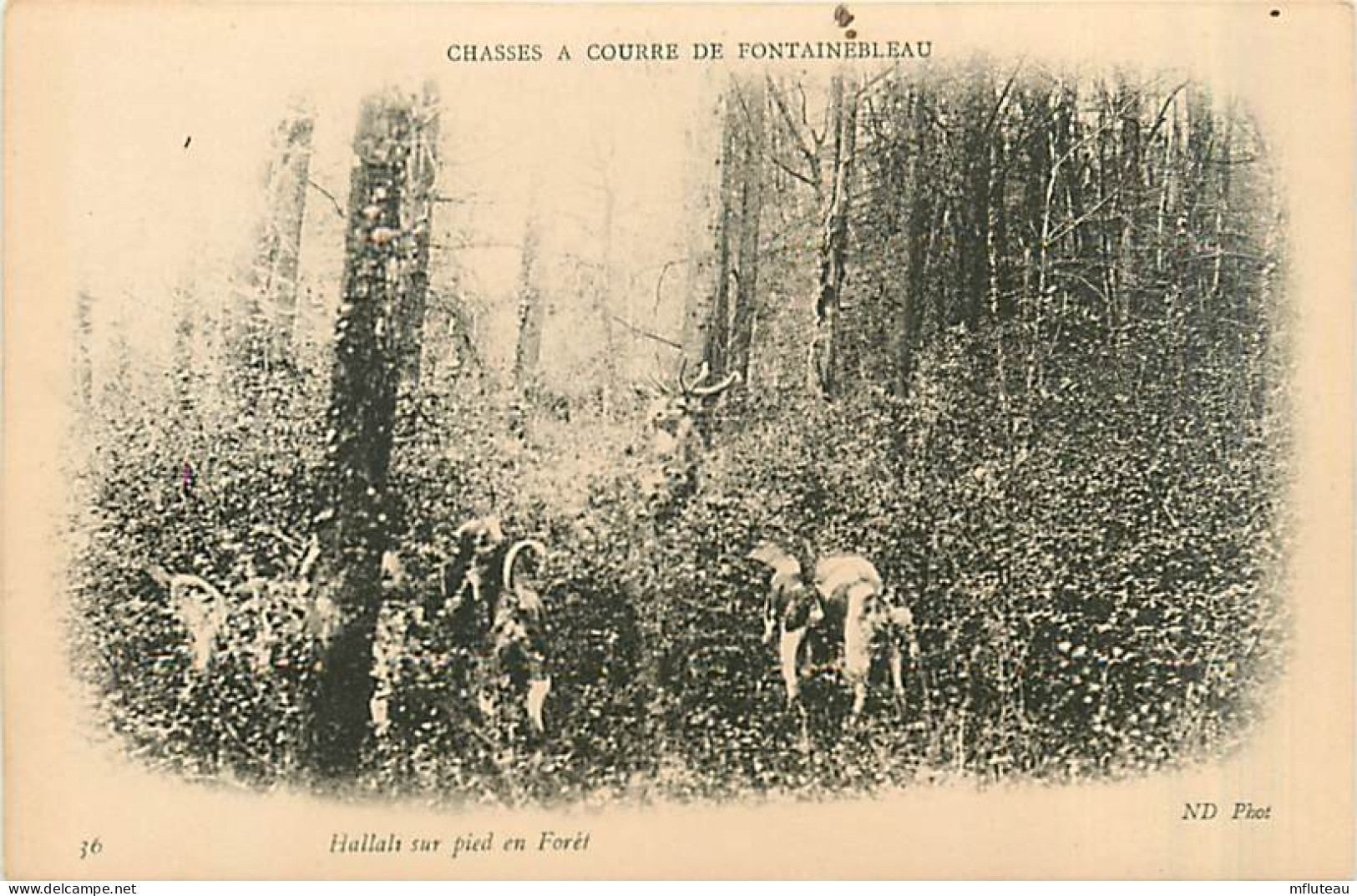 77* FONTAINEBLEAU Chasse A Courre  Hallali        MA96,0735 - Fontainebleau