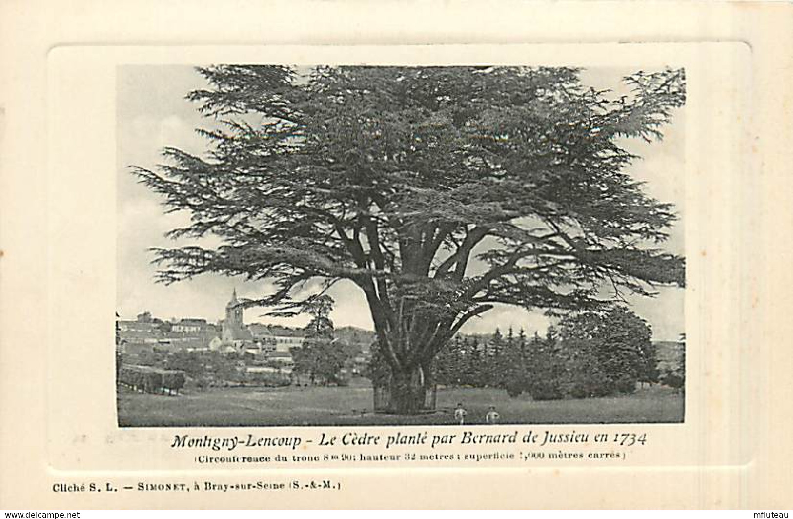 77* MONTIGNY LENCOUP   Cedre Plante En 1734     MA96,0671 - Autres & Non Classés