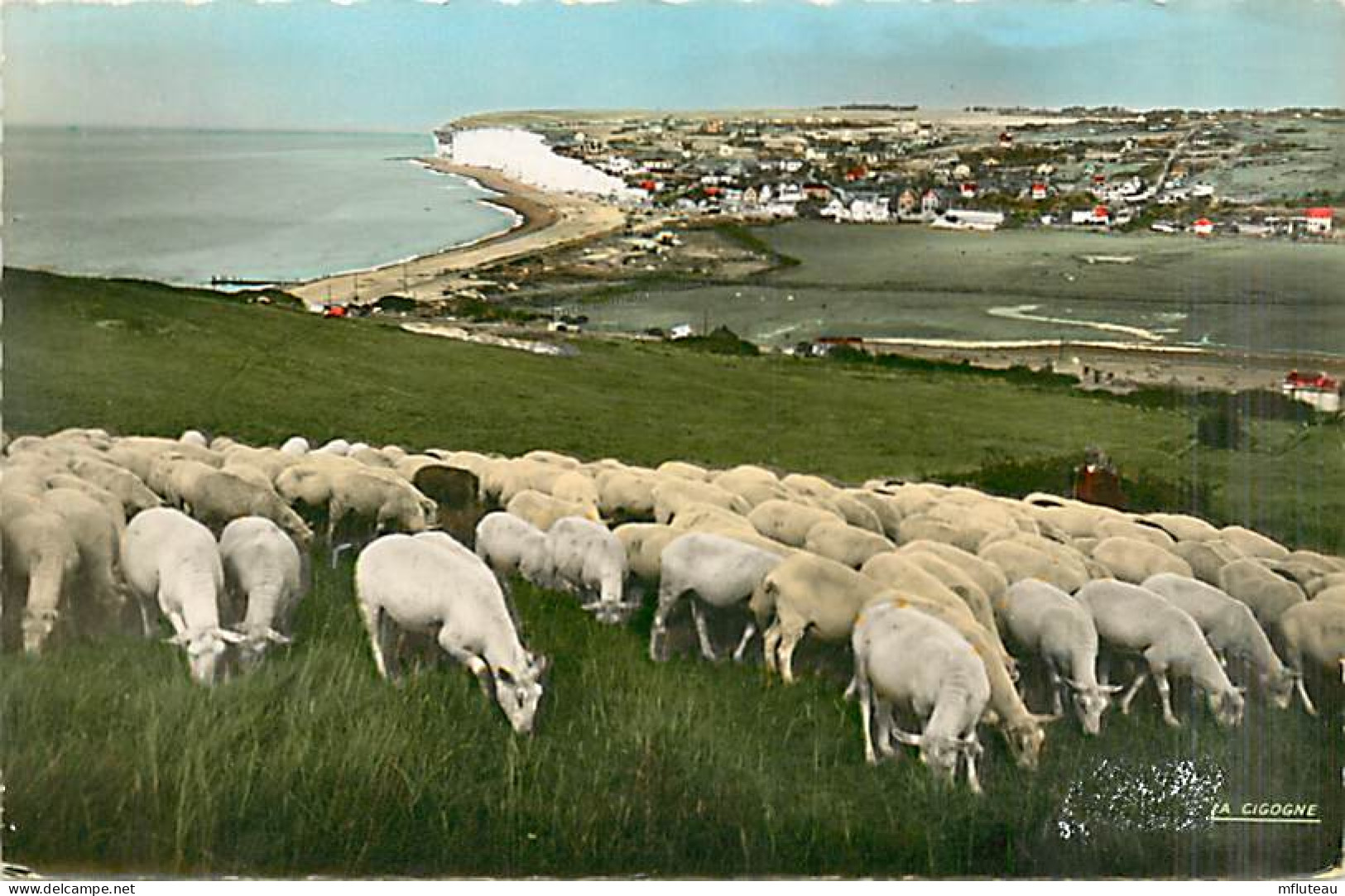 76* CRIEL SUR MER  Moutons   CPSM (petit Format)        MA96,0521 - Criel Sur Mer