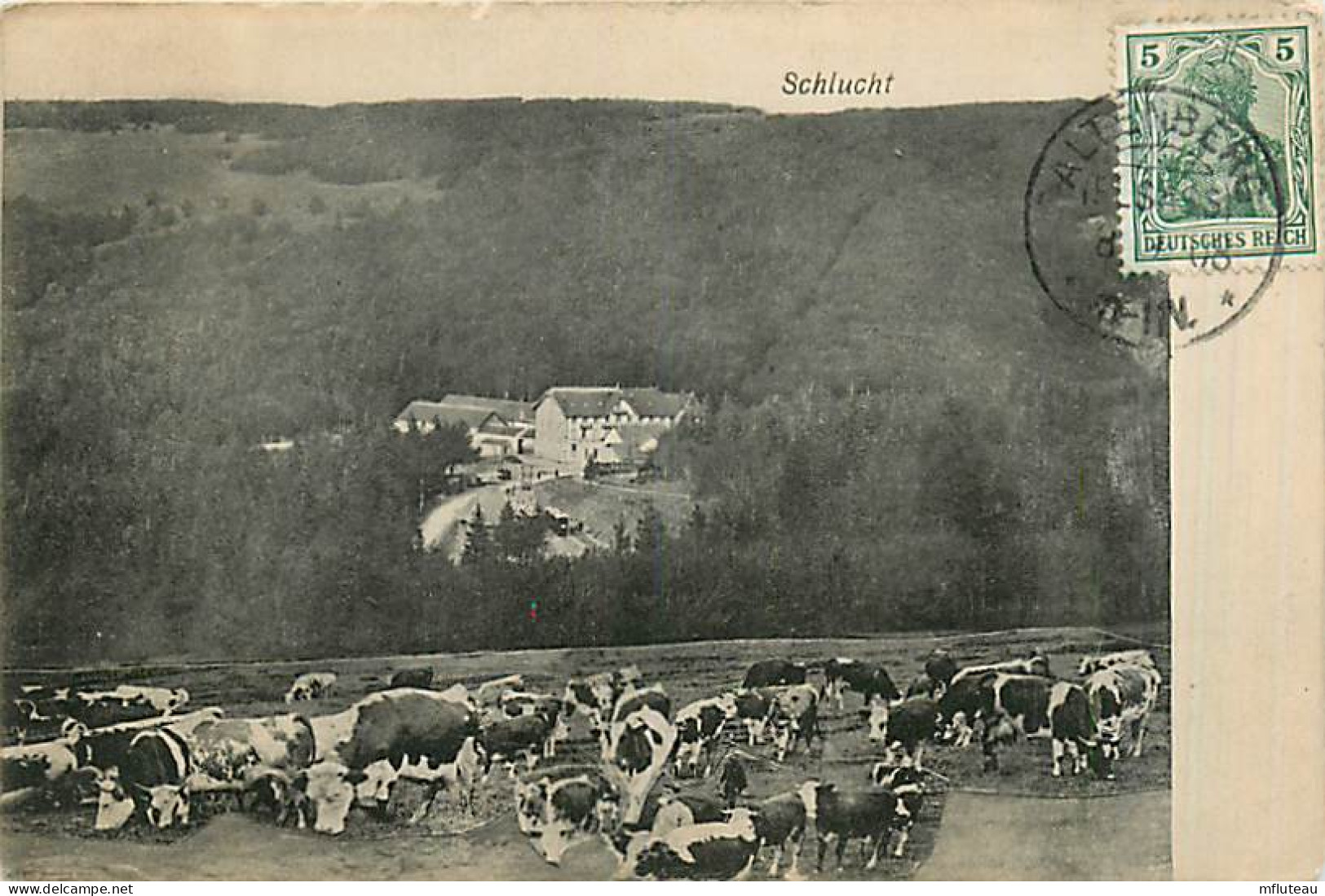 88* LA SCHLUCHT  Troupeau Vaches         MA97,1077 - Autres & Non Classés