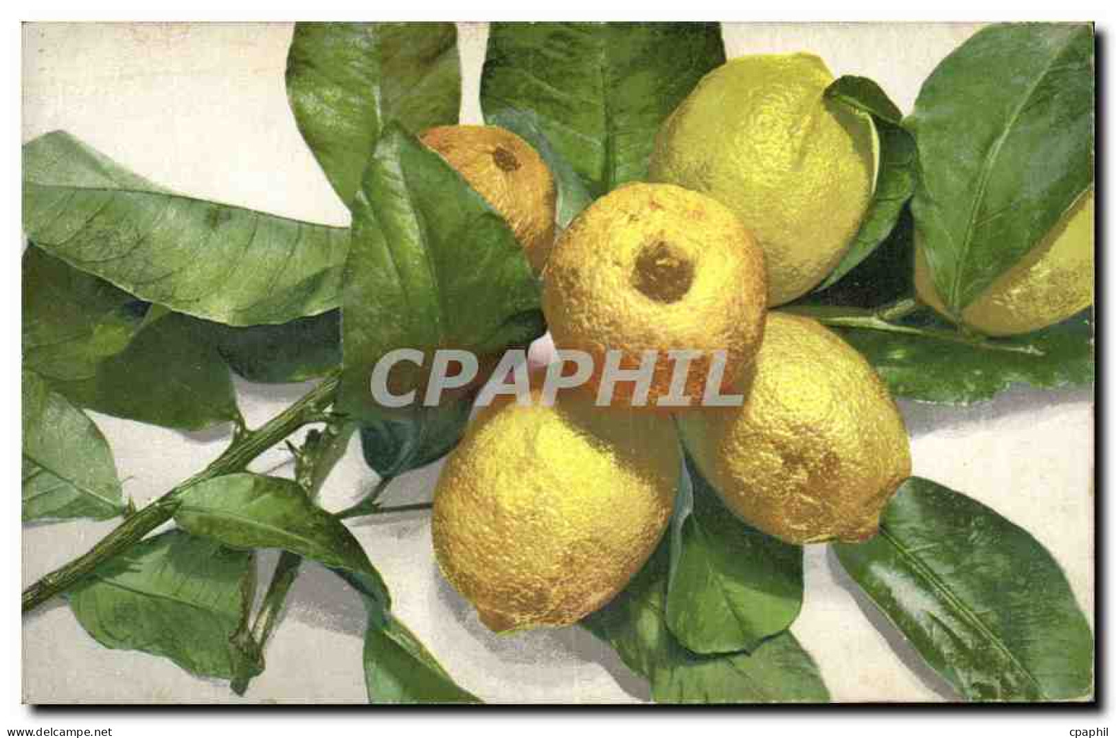 CPA Fantaisie Nature Morte Citrons - Other & Unclassified