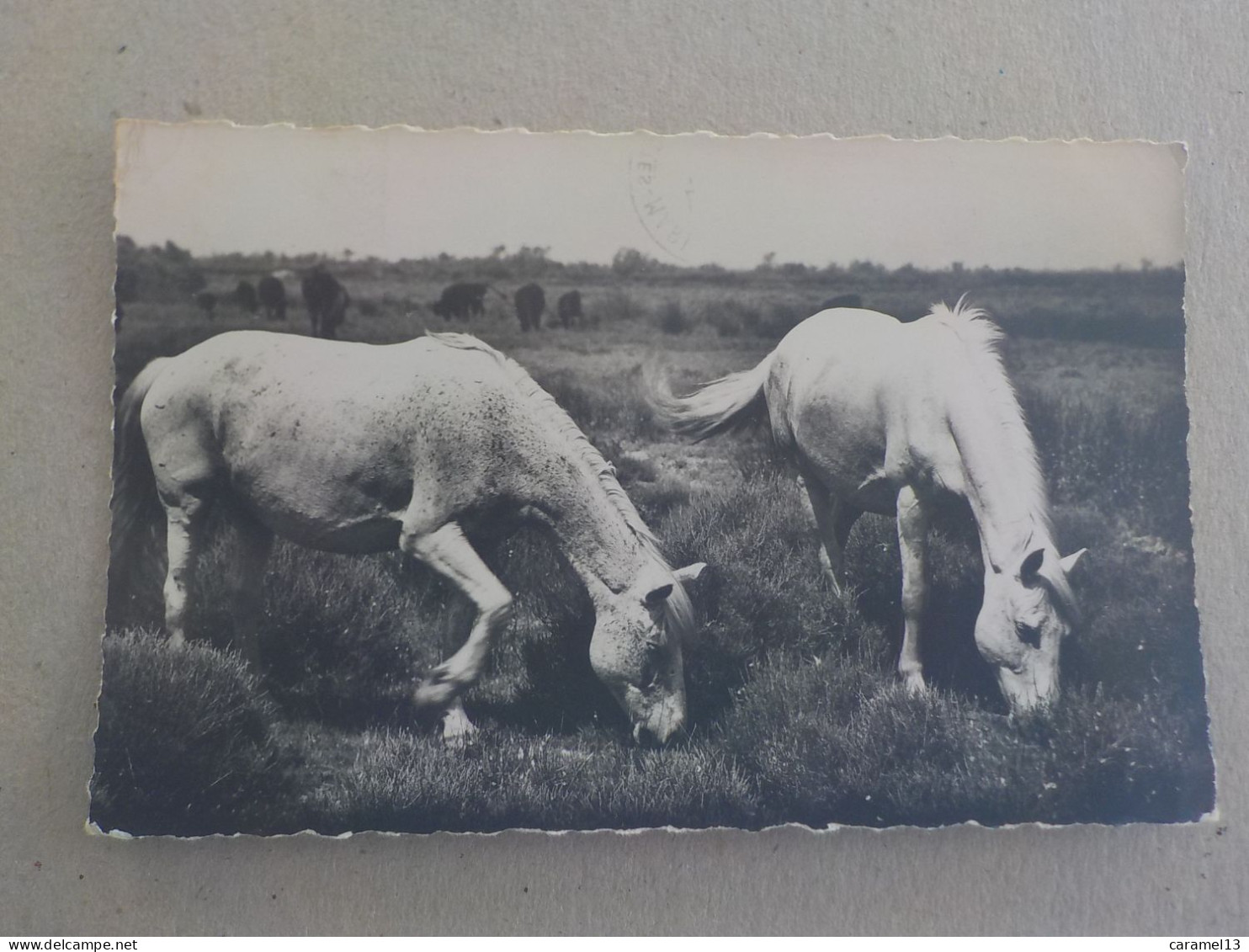 CPSM -  AU PLUS RAPIDE -  CHEVAUX DE CAMARGUE EN LIBERTE    - VOYAGEE   TIMBREE  1957 - FORMAT CPA - Chevaux