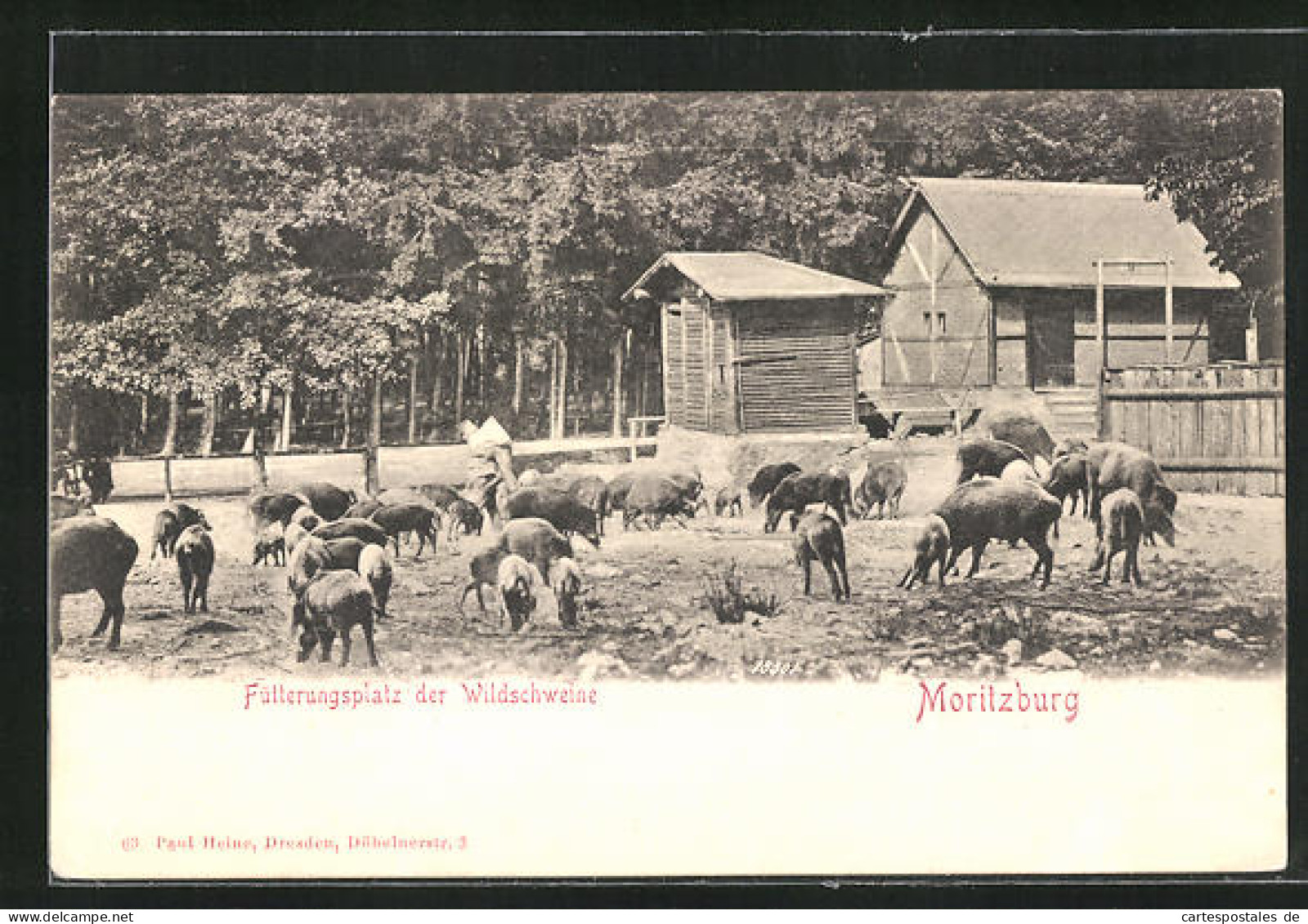 AK Moritzburg, Fütterungsplatz Der Wildschweine  - Moritzburg