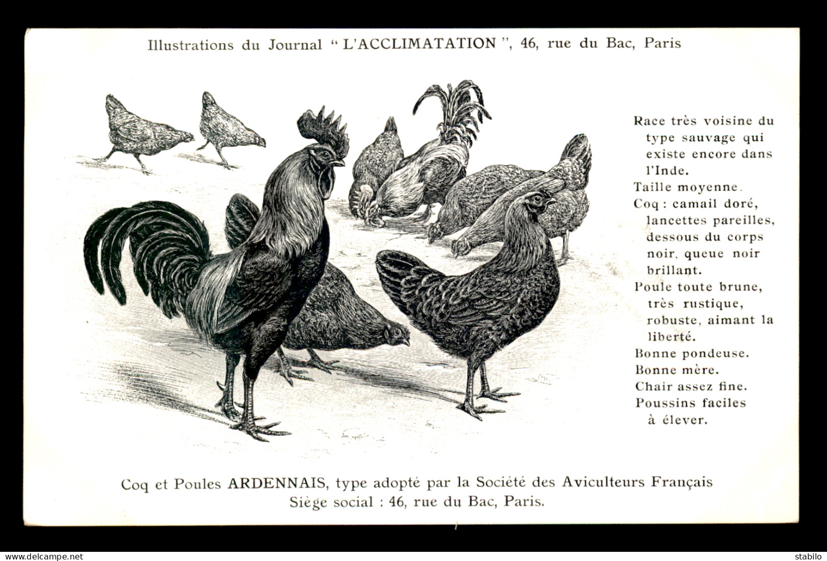 08 - COQ ET POULES ARDENNAIS, TYPE ADOPTE PAR LA SOCIETE DES AVICULTEURS FRANCAIS - CARTE ILLUSTREE - Andere & Zonder Classificatie