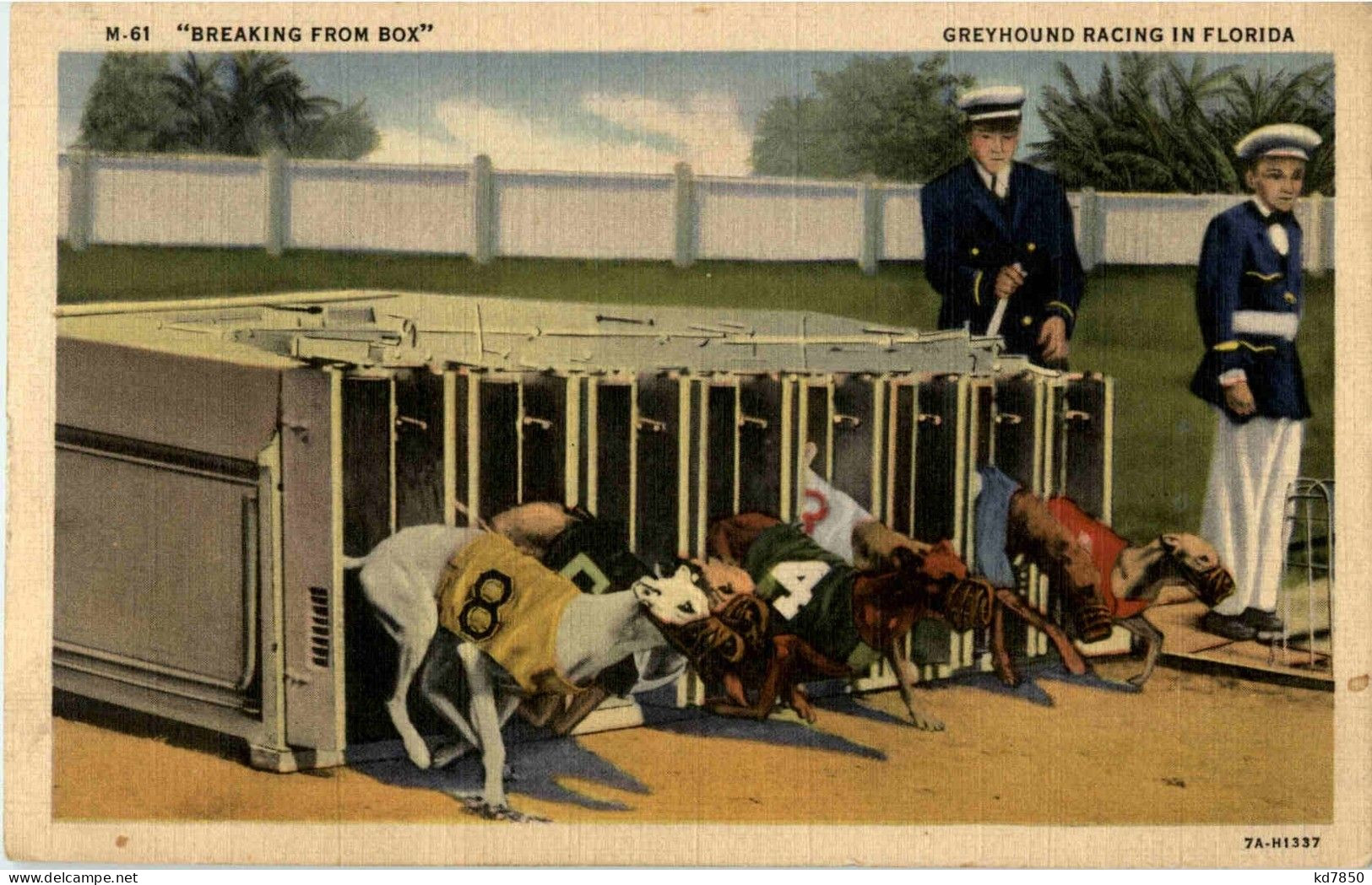 Dog Racing - Dogs