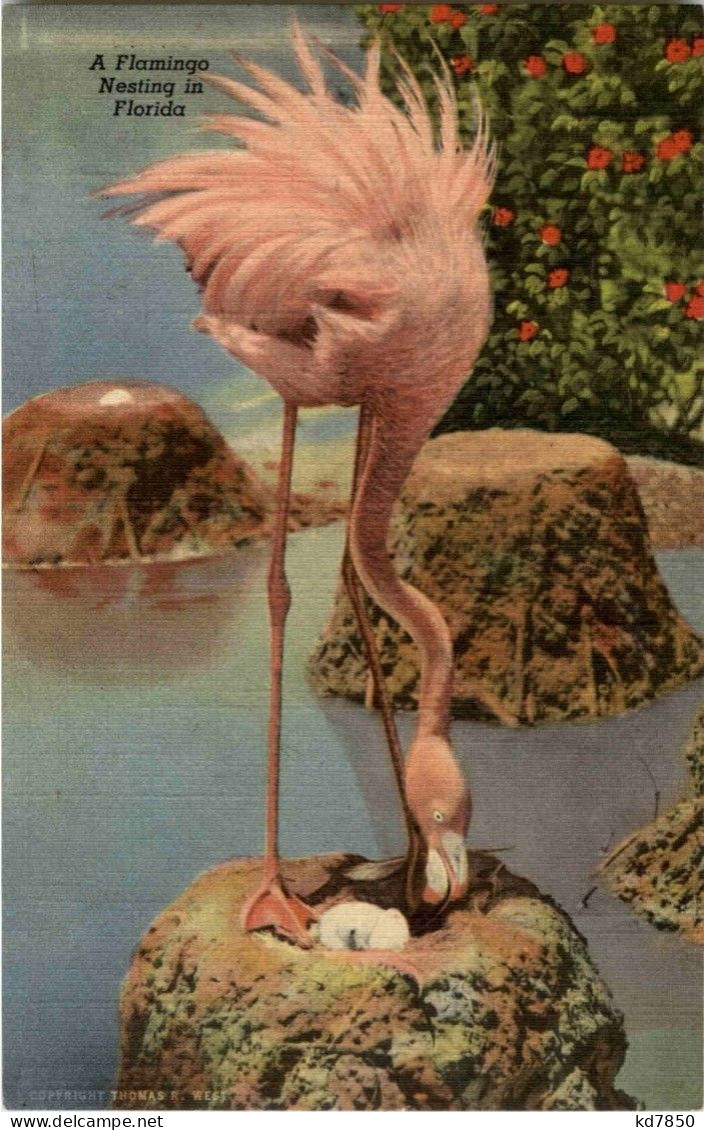 Florida - Flamingo - Andere & Zonder Classificatie