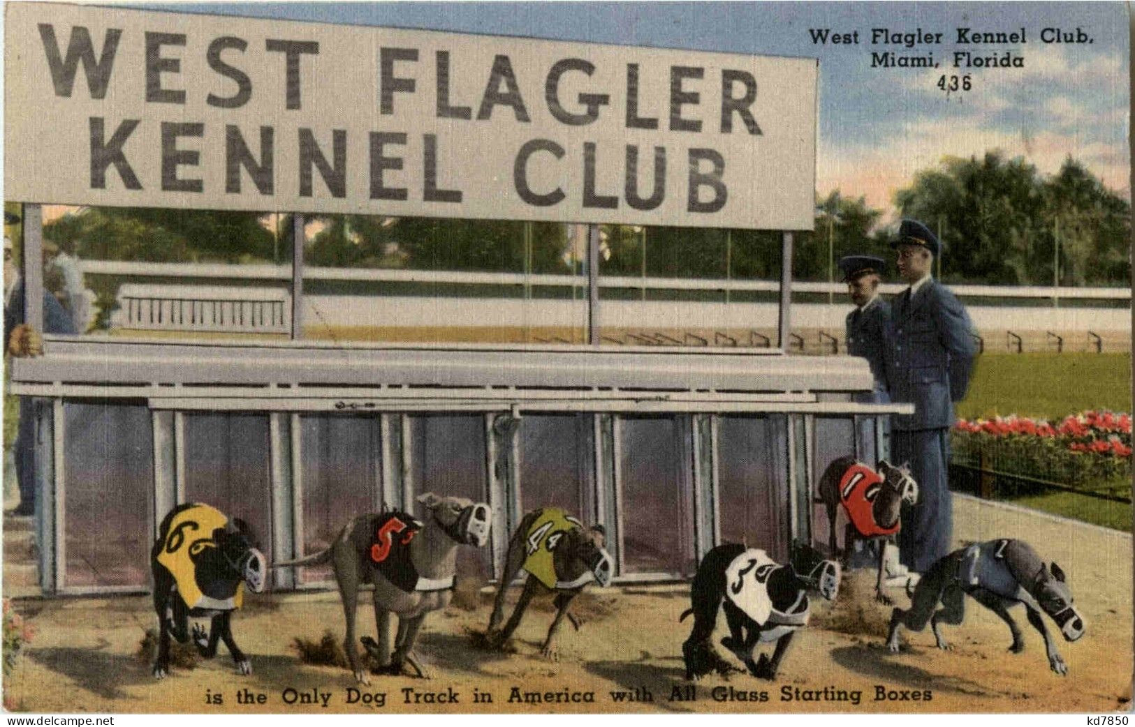 Dog Racing - Dogs