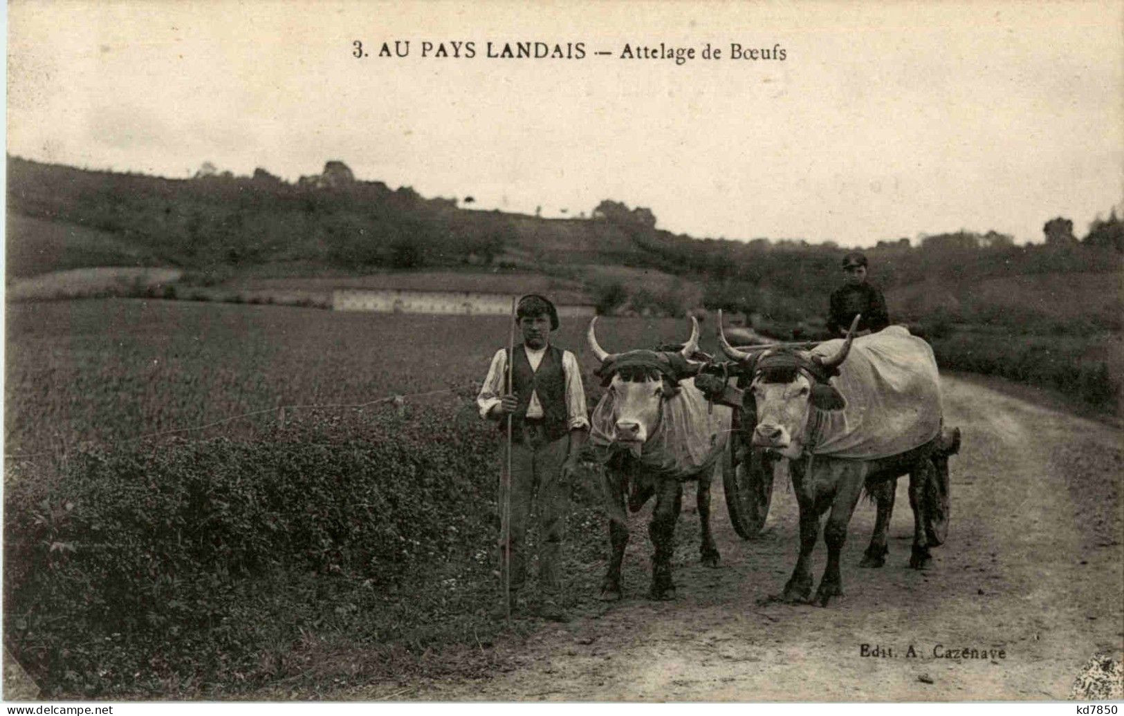 Au Pays Landais - Attelage De Boeufs - Sonstige & Ohne Zuordnung