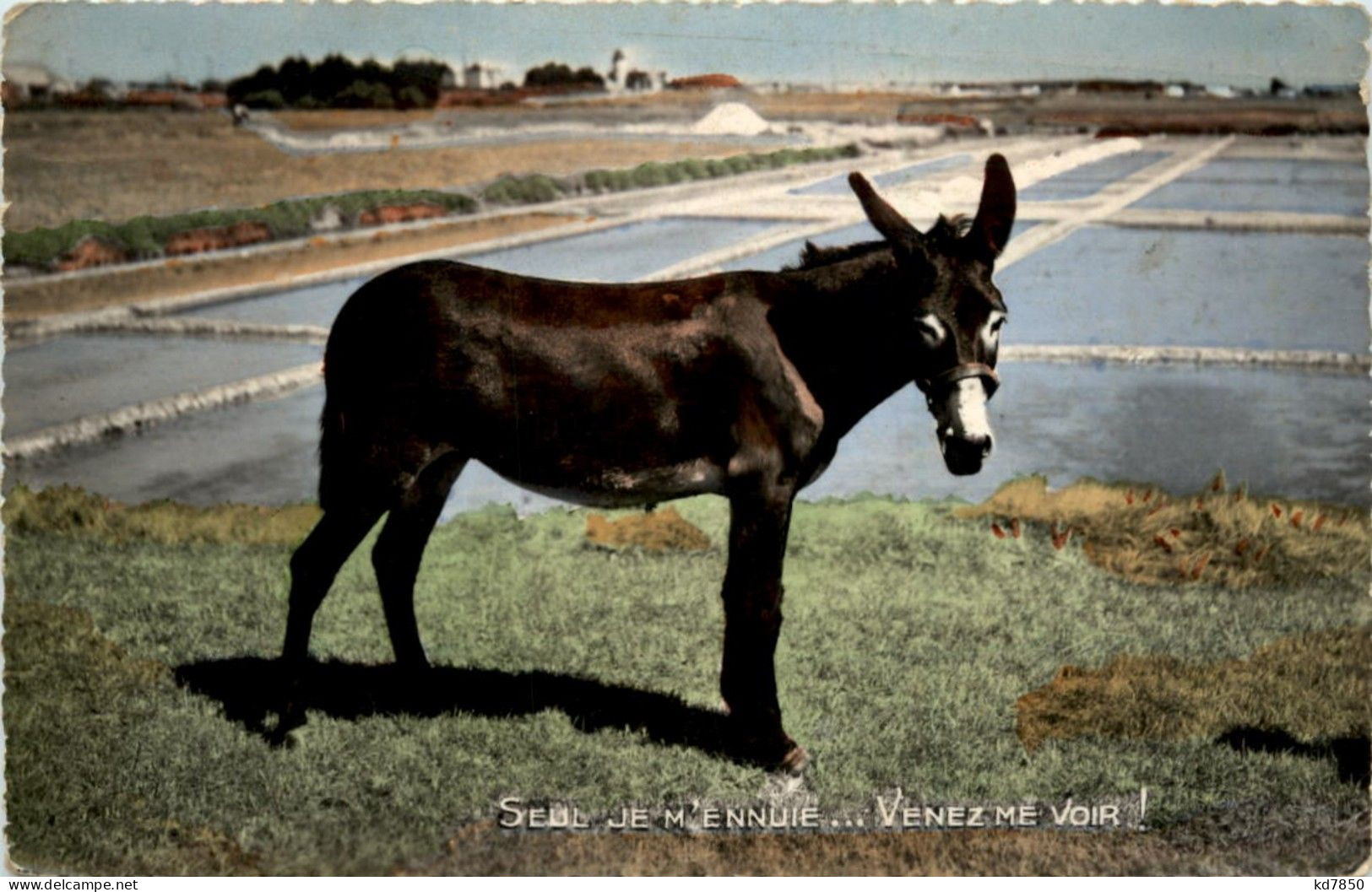 Esel - Burros