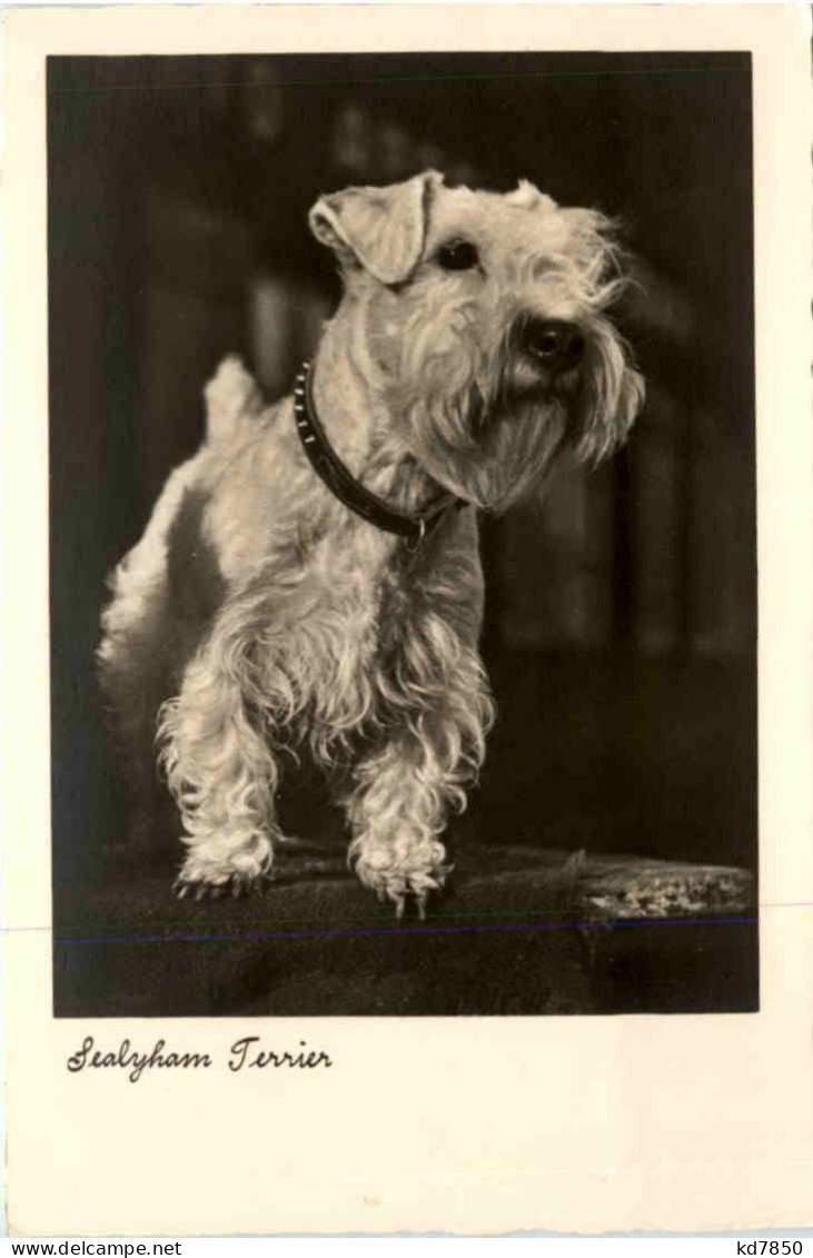 Sealyham Terrier - Honden