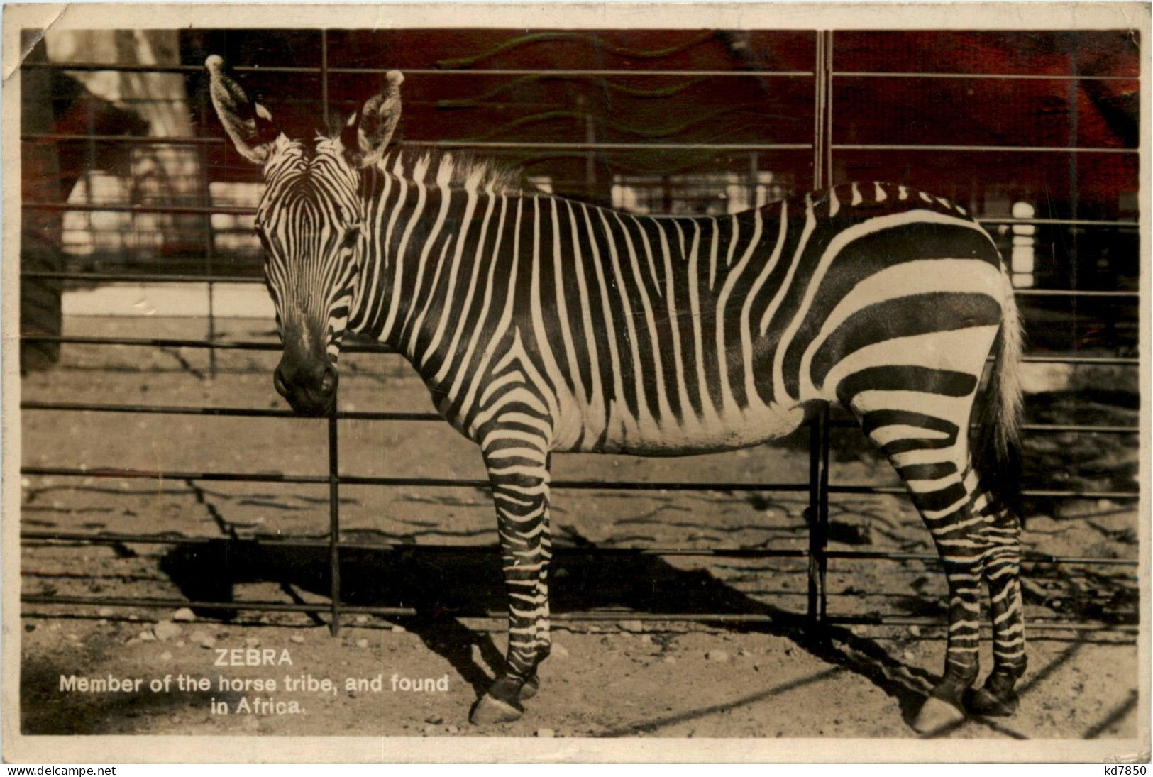 Zebra - Horses