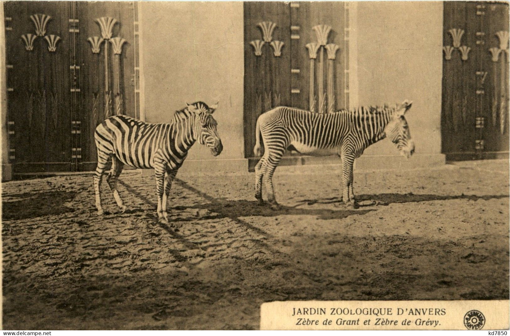 Anvers - Jardin Zoologique - Zebra - Antwerpen