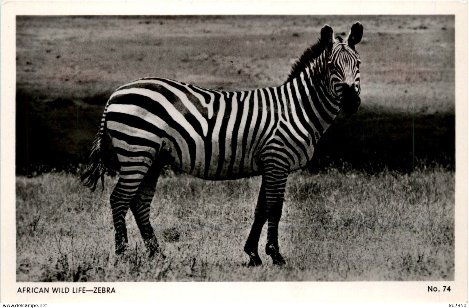 Zebra - Cavalli