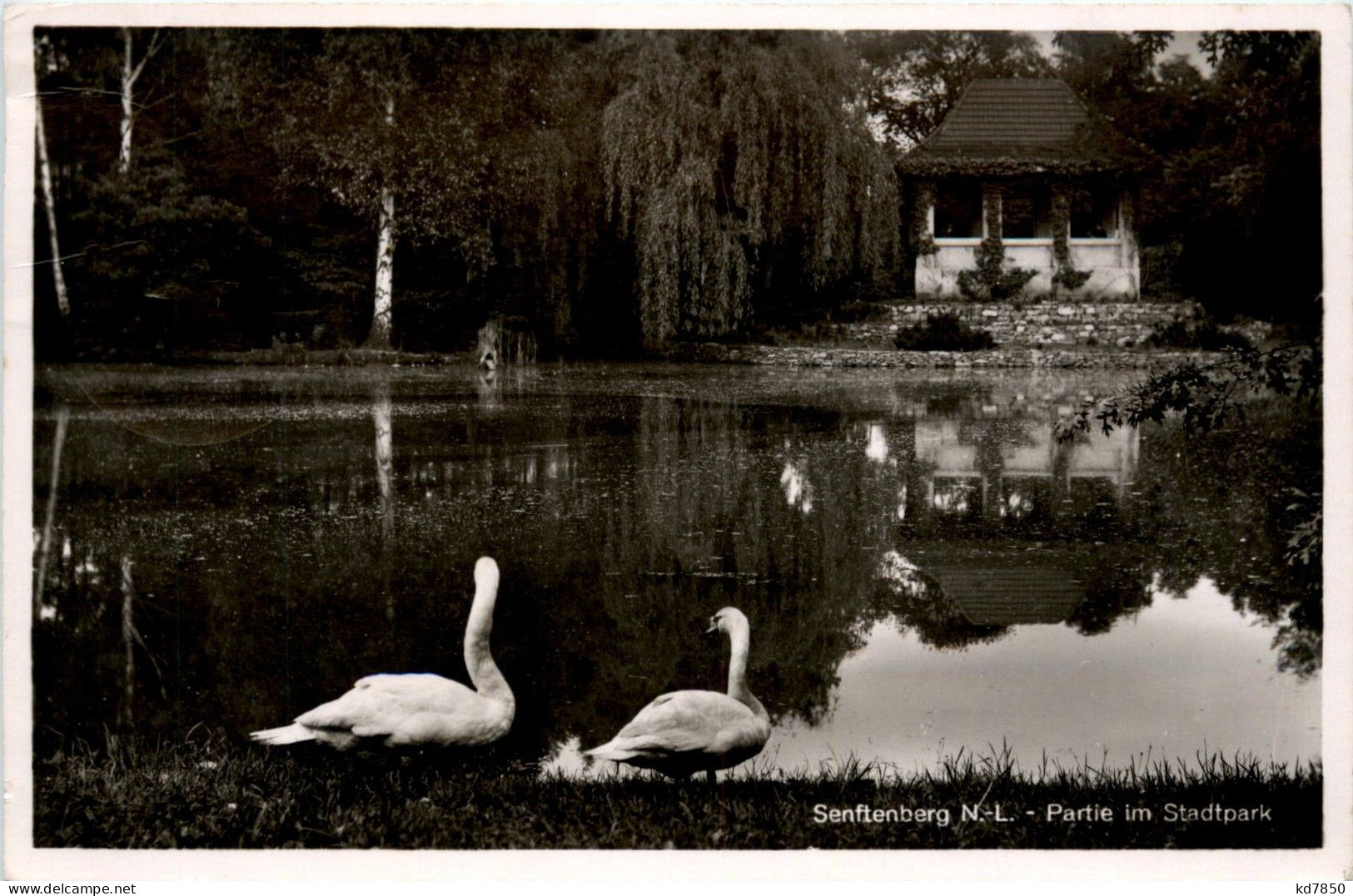 Senftenberg - Partie Im Stadtpark - Senftenberg