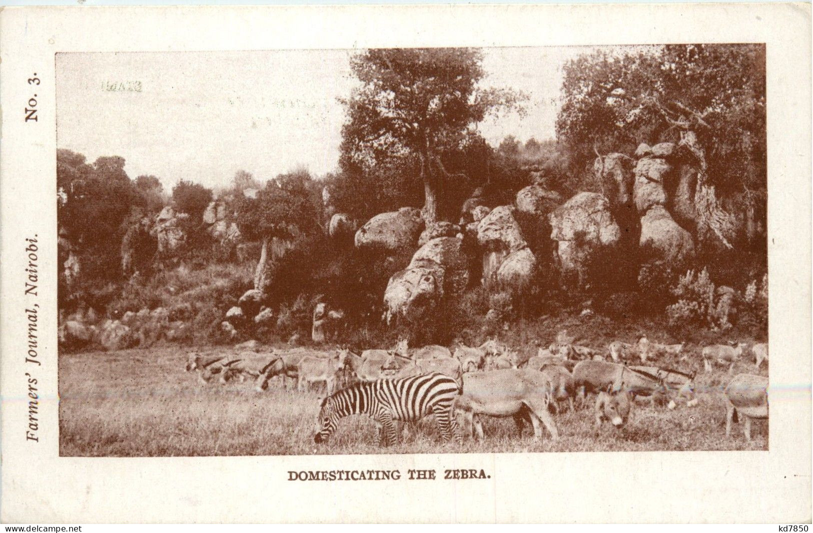 Farmers Journal Nairobi - Zebra - Kenia