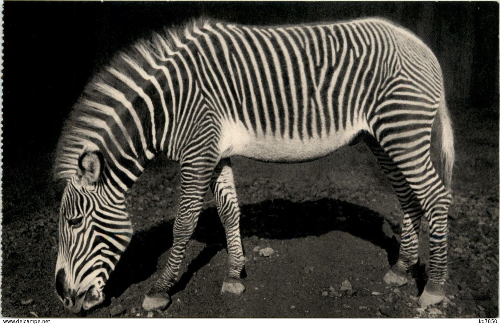 Zebra Paris Jardin Zoologique - Pferde