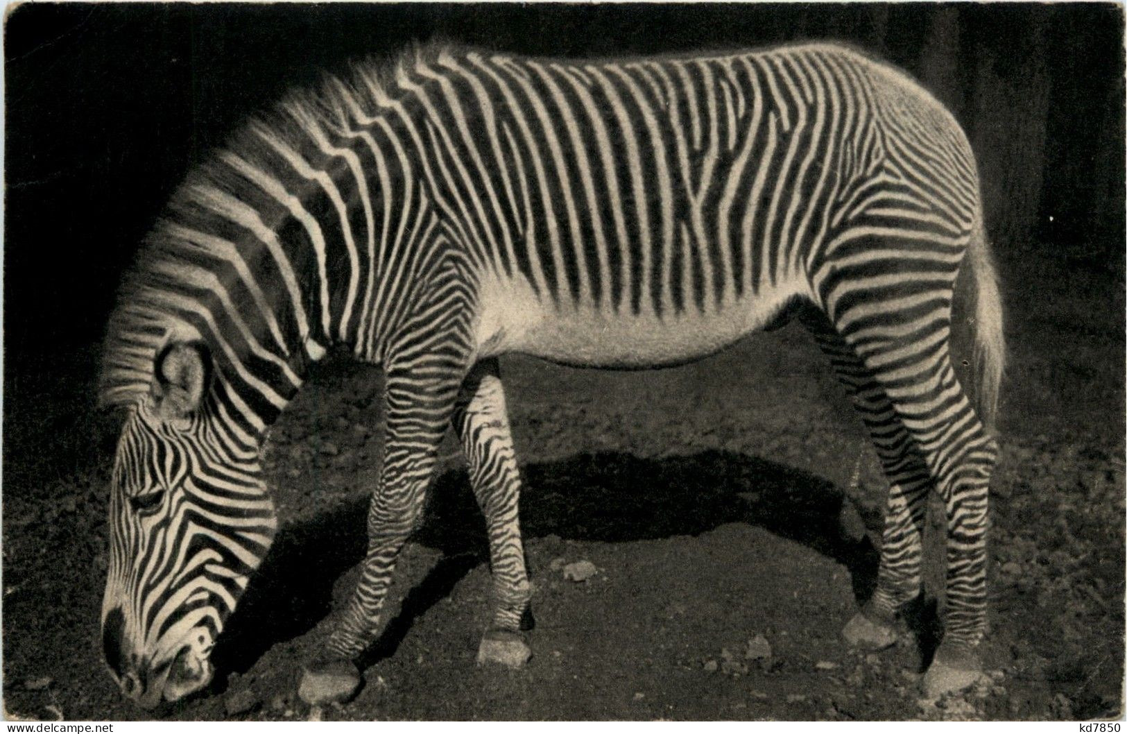 Paris - Parc Zoologique - Zebra - Altri & Non Classificati