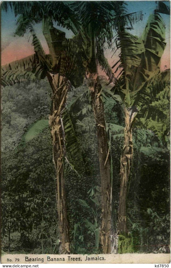 Jamaica - Bearing Banana Trees - Jamaïque