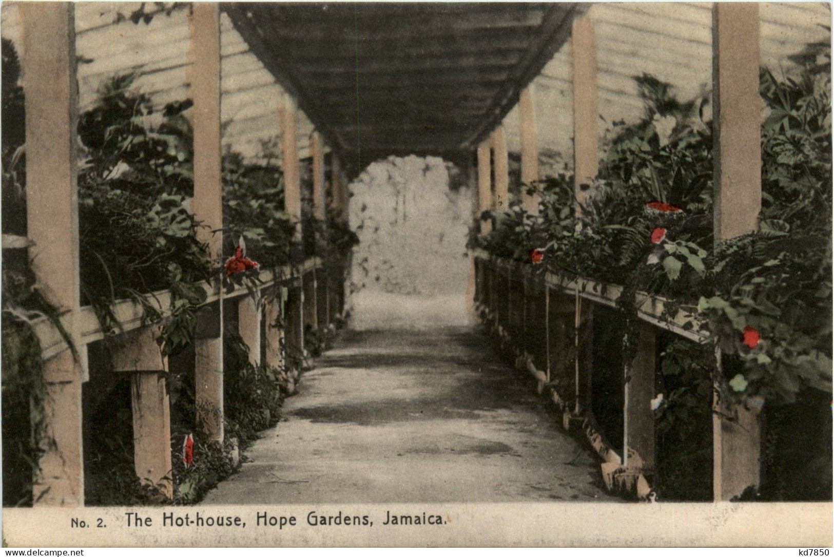 Jamaica - The Hot House Hope Gardens - Giamaica