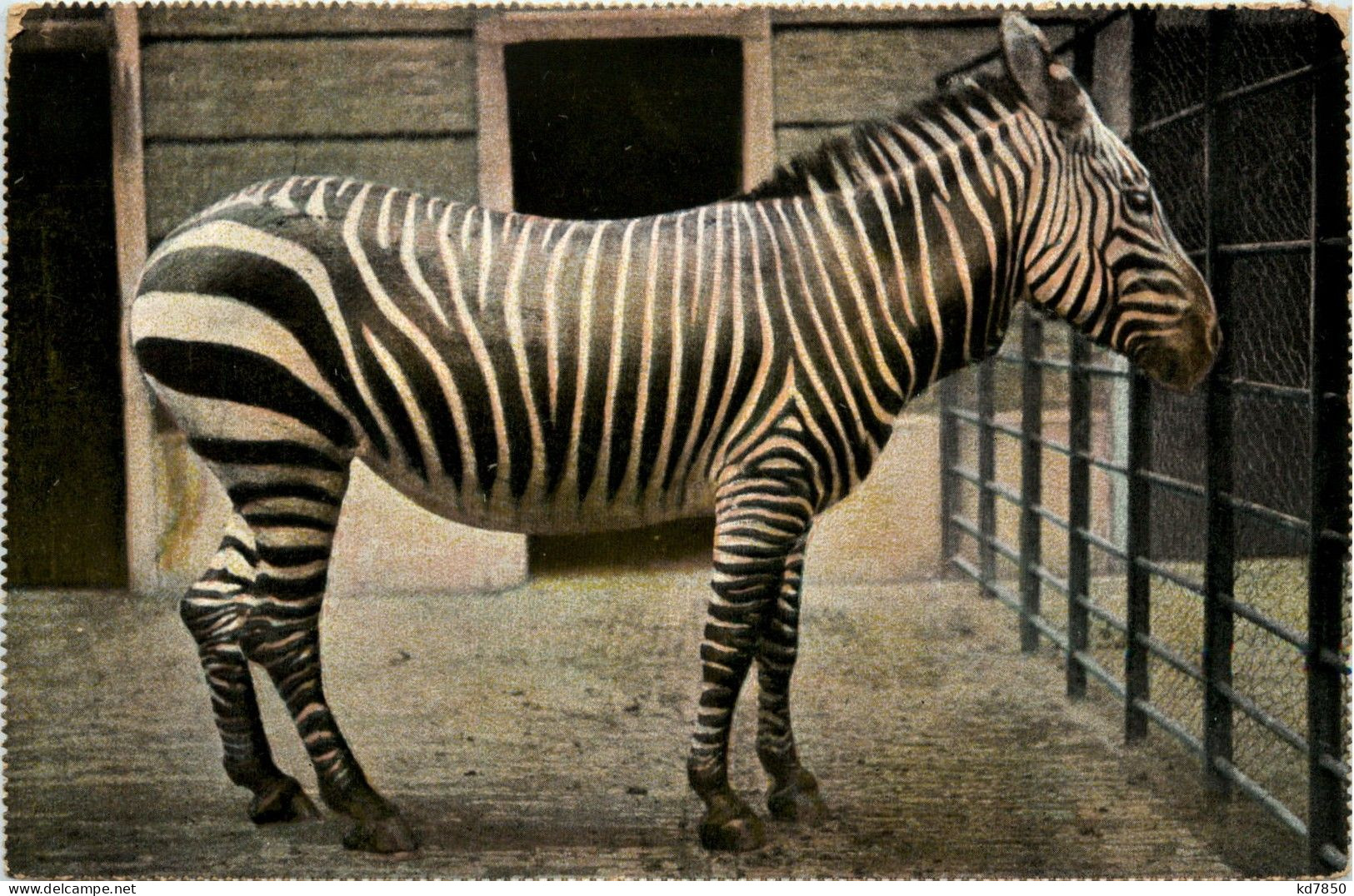 Zebra - Chevaux