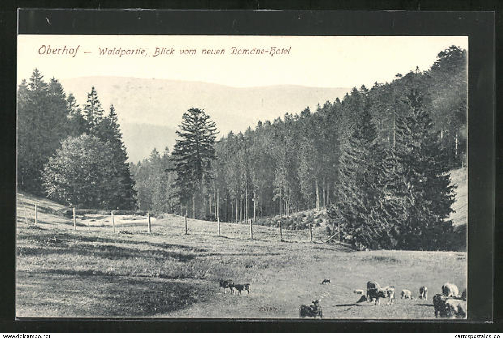 AK Oberhof, Blick Vom Neuen Domäne-Hotel, Waldpartie  - Oberhof