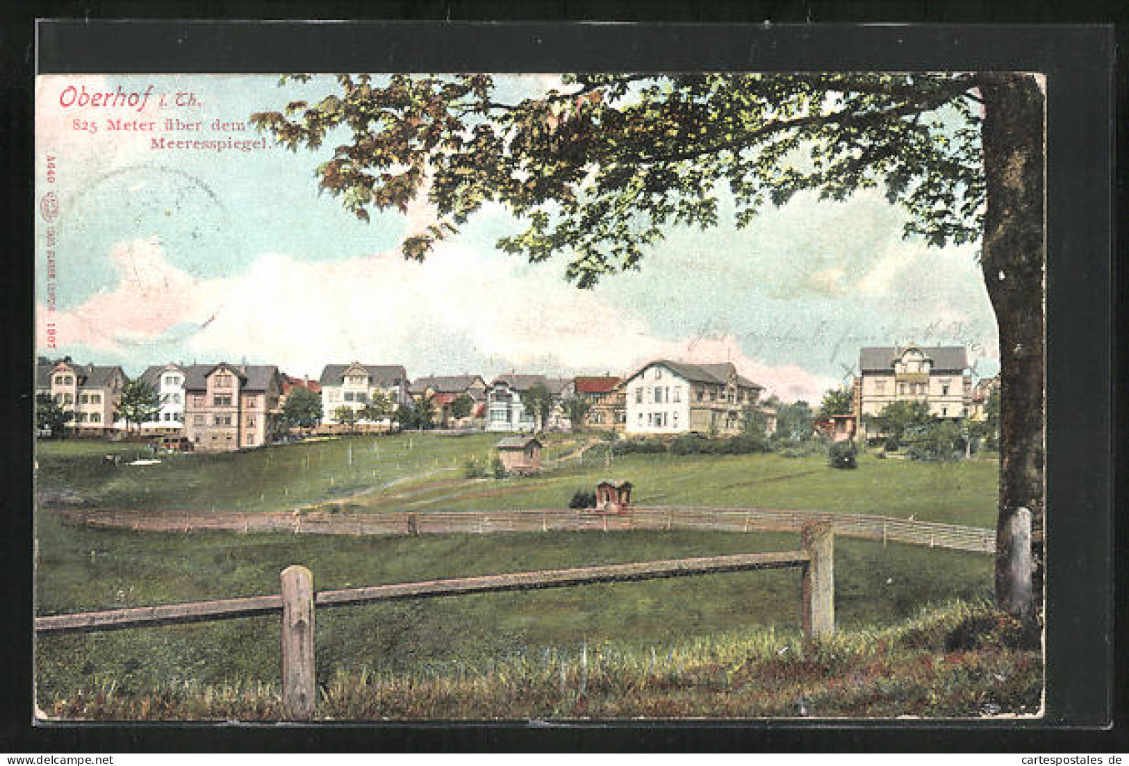 AK Oberhof I. Th., Ortspartie Mit Baum  - Oberhof