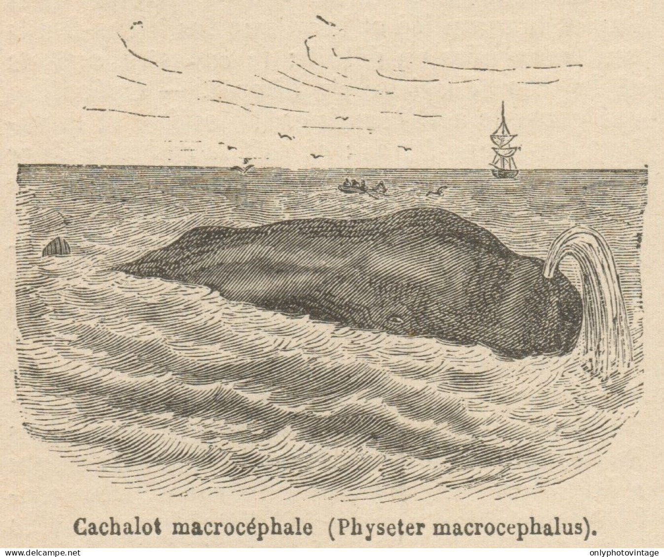 Physeter Macrocephalus - Stampa Antica - 1892 Engraving - Stiche & Gravuren
