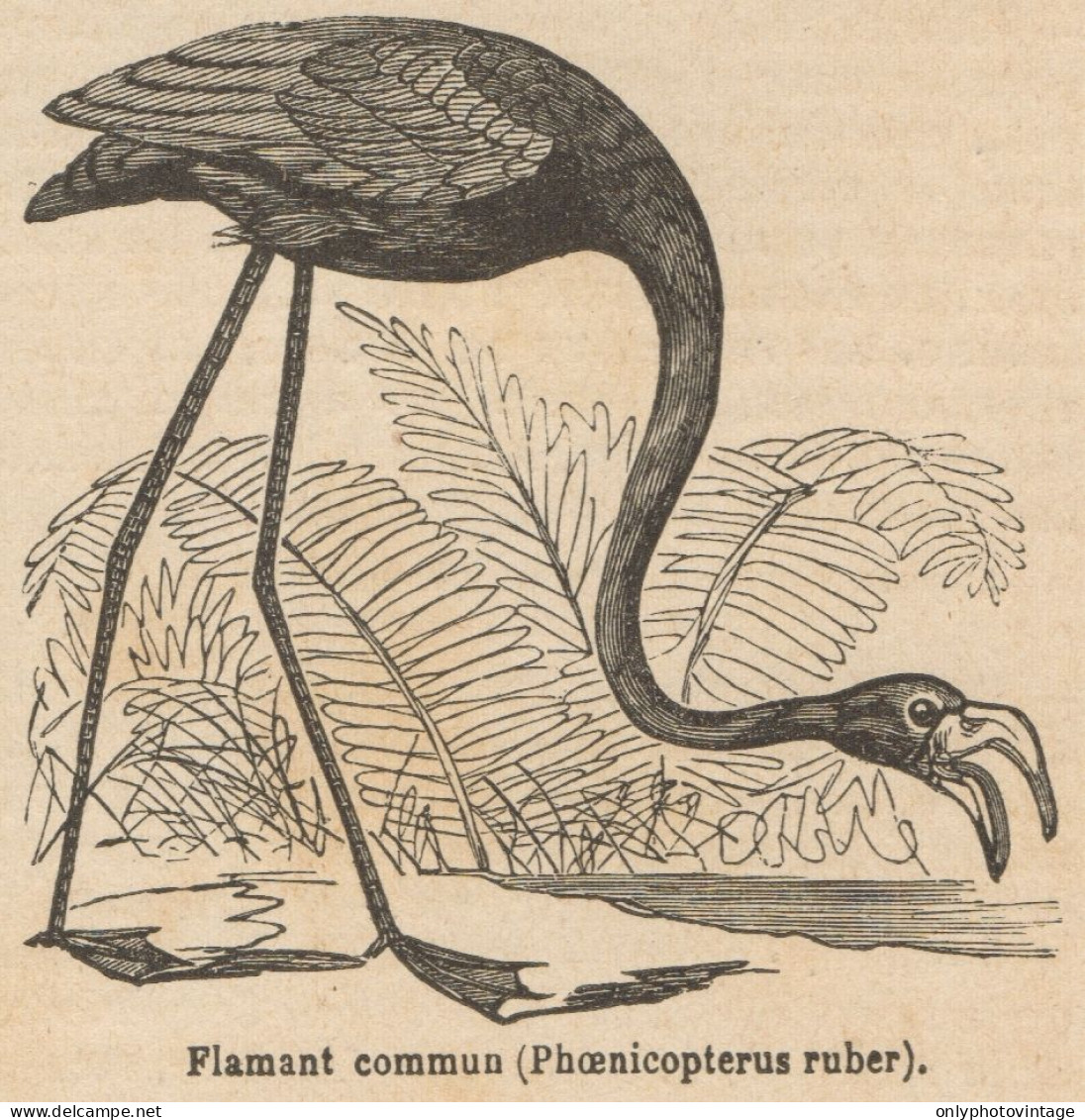 Phoenicopterus Ruber - Stampa Antica - 1892 Engraving - Stiche & Gravuren