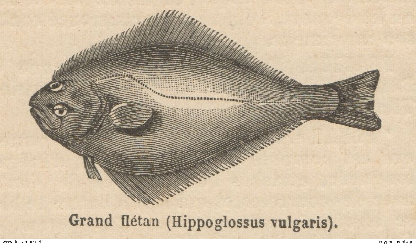 Hippoglossus Vulgaris - Stampa Antica - 1892 Engraving - Stiche & Gravuren