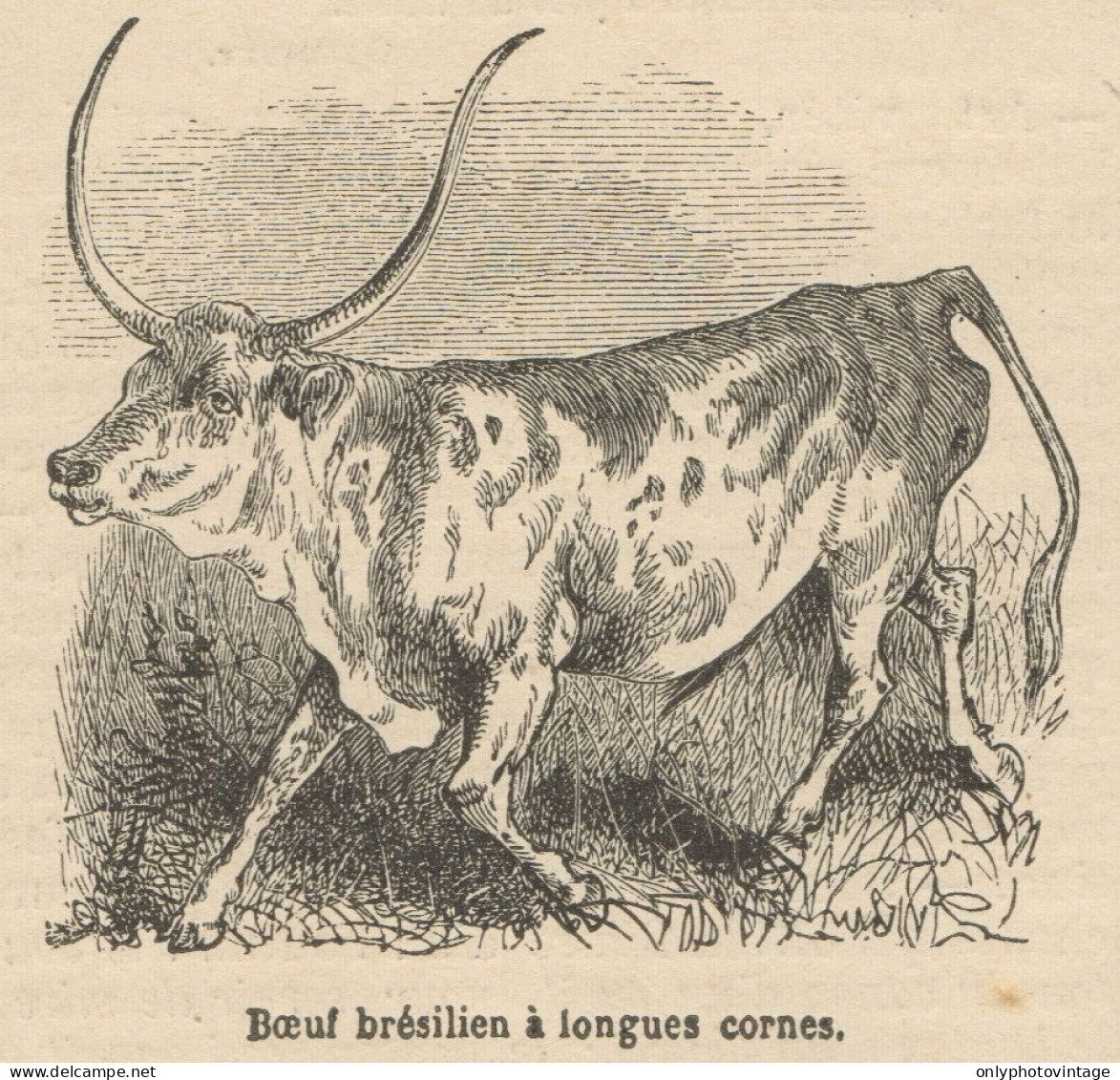 Boeuf Brésilien à Longues Cornes - Stampa Antica - 1892 Engraving - Prints & Engravings