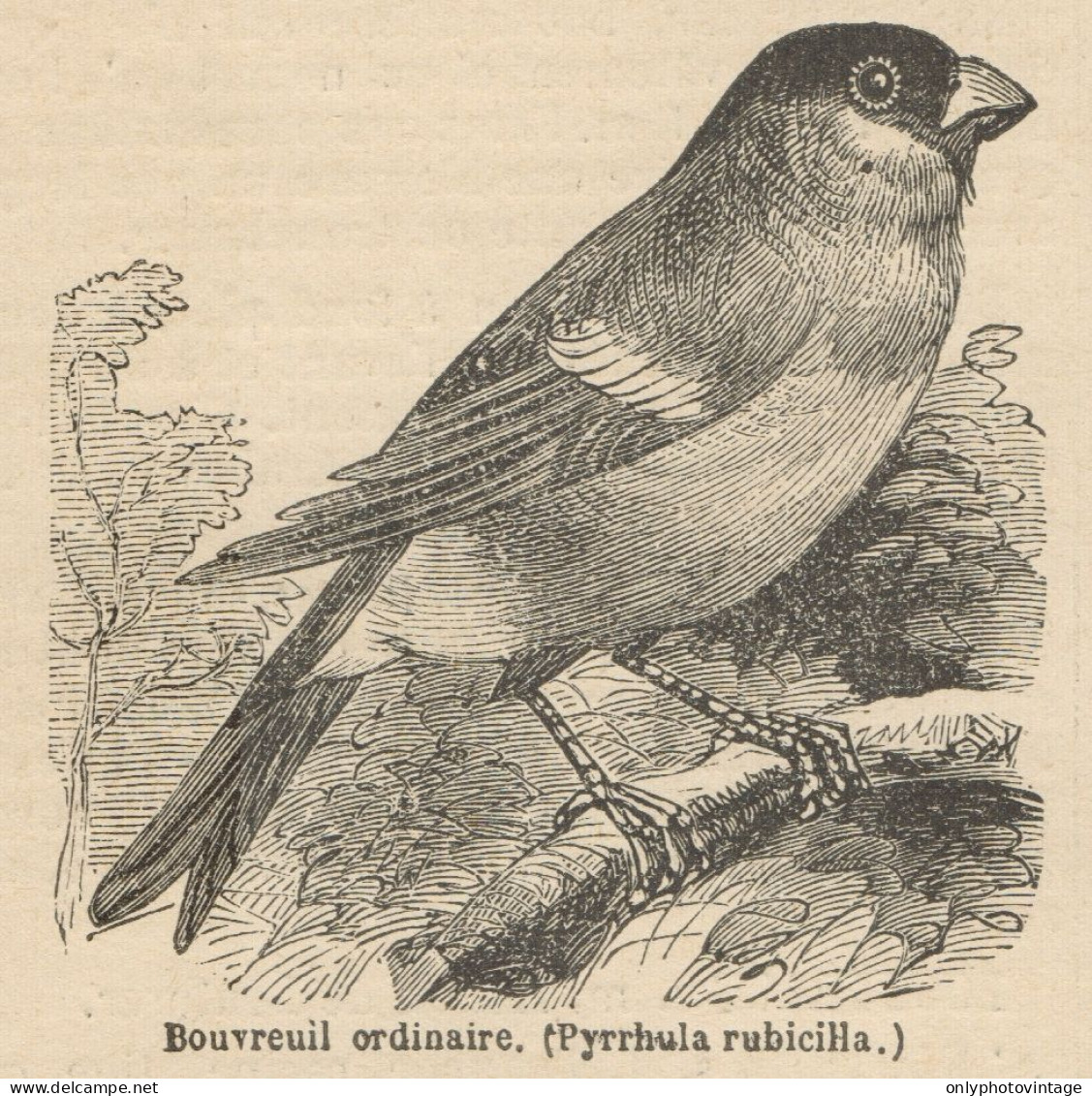 Pyrrhula Rubicilla - Stampa Antica - 1892 Engraving - Stiche & Gravuren