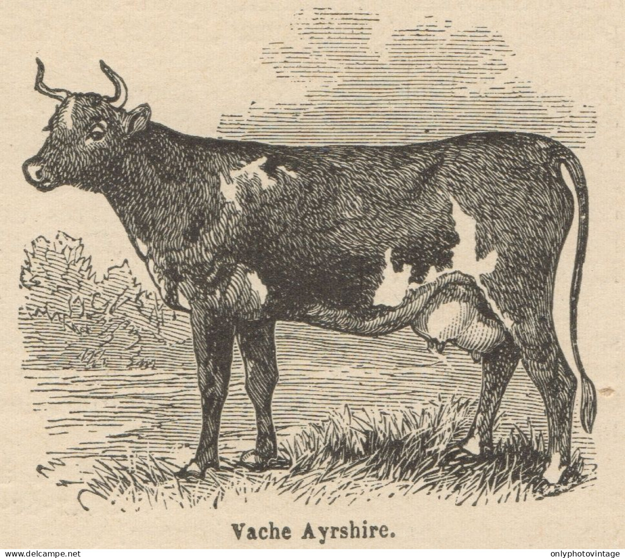 Vache Ayrshire - Stampa Antica - 1892 Engraving - Estampes & Gravures