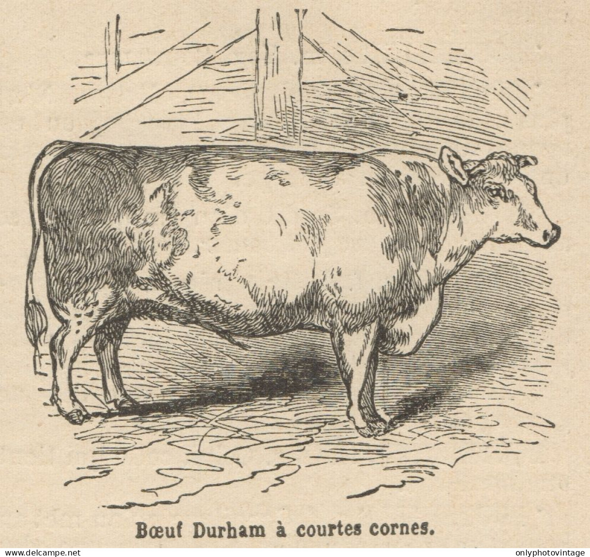 Boeuf Durbam à Courtes Cornes - Stampa Antica - 1892 Engraving - Stiche & Gravuren