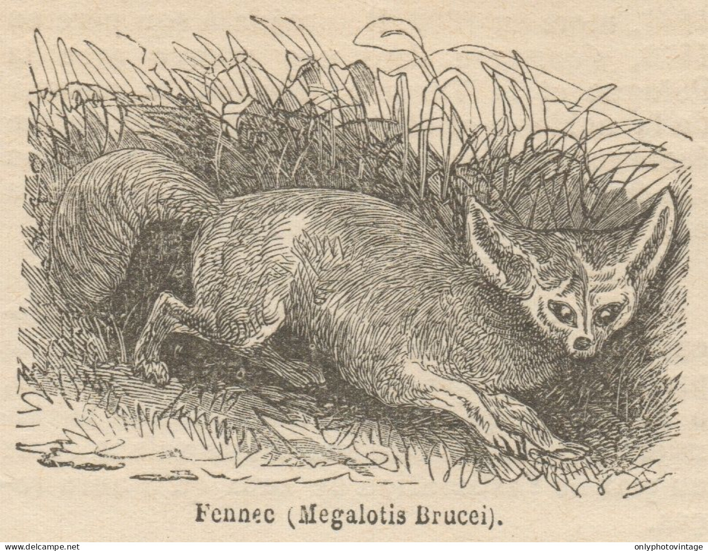 Megalotis Brucei - Stampa Antica - 1892 Engraving - Estampes & Gravures