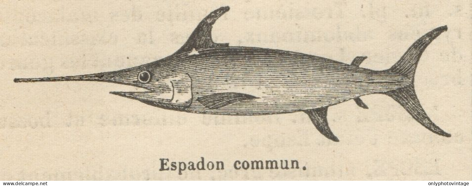 Espadon Commun. - Stampa Antica - 1892 Engraving - Prints & Engravings