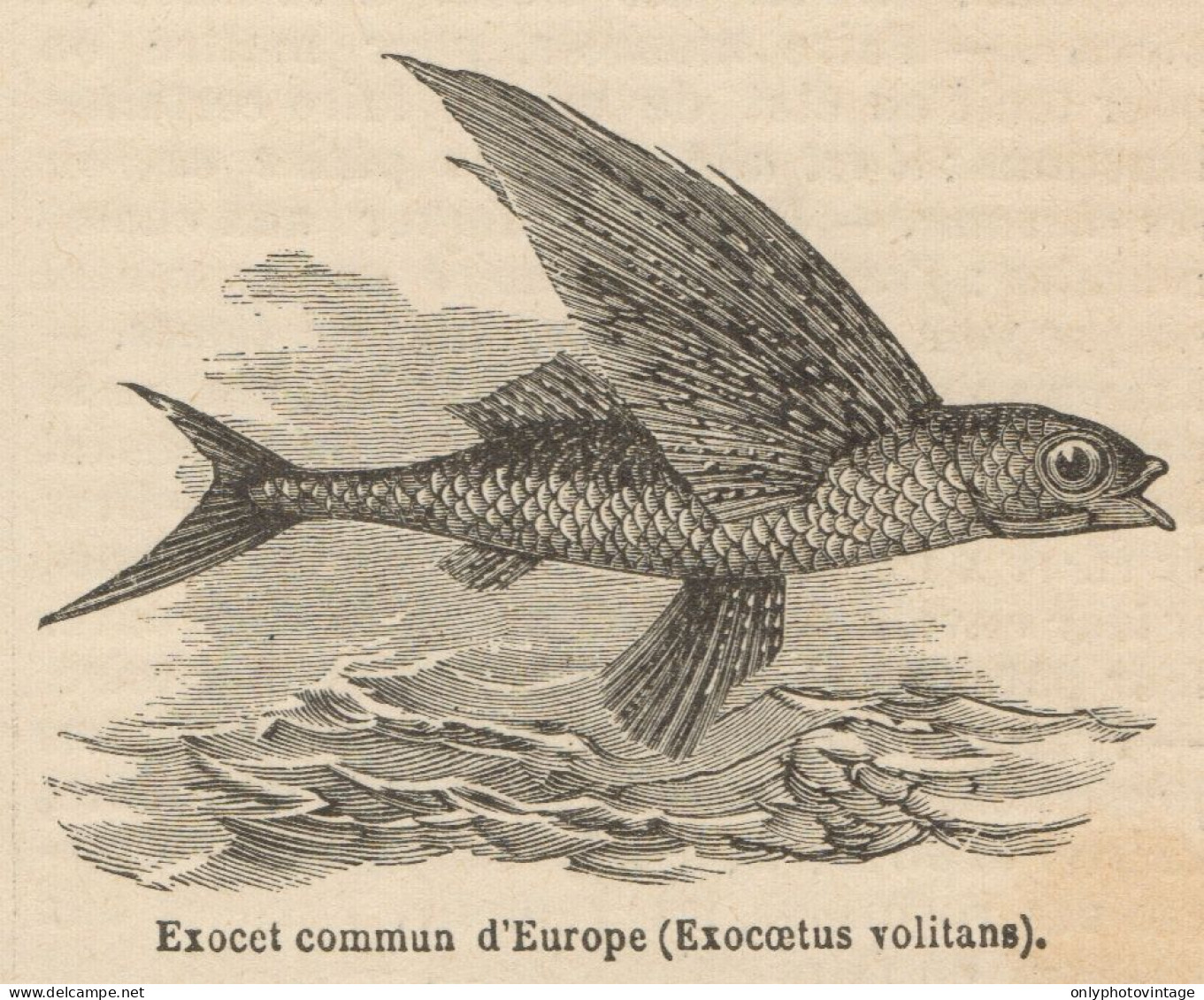 Exocoetus Volitans - Stampa Antica - 1892 Engraving - Stiche & Gravuren