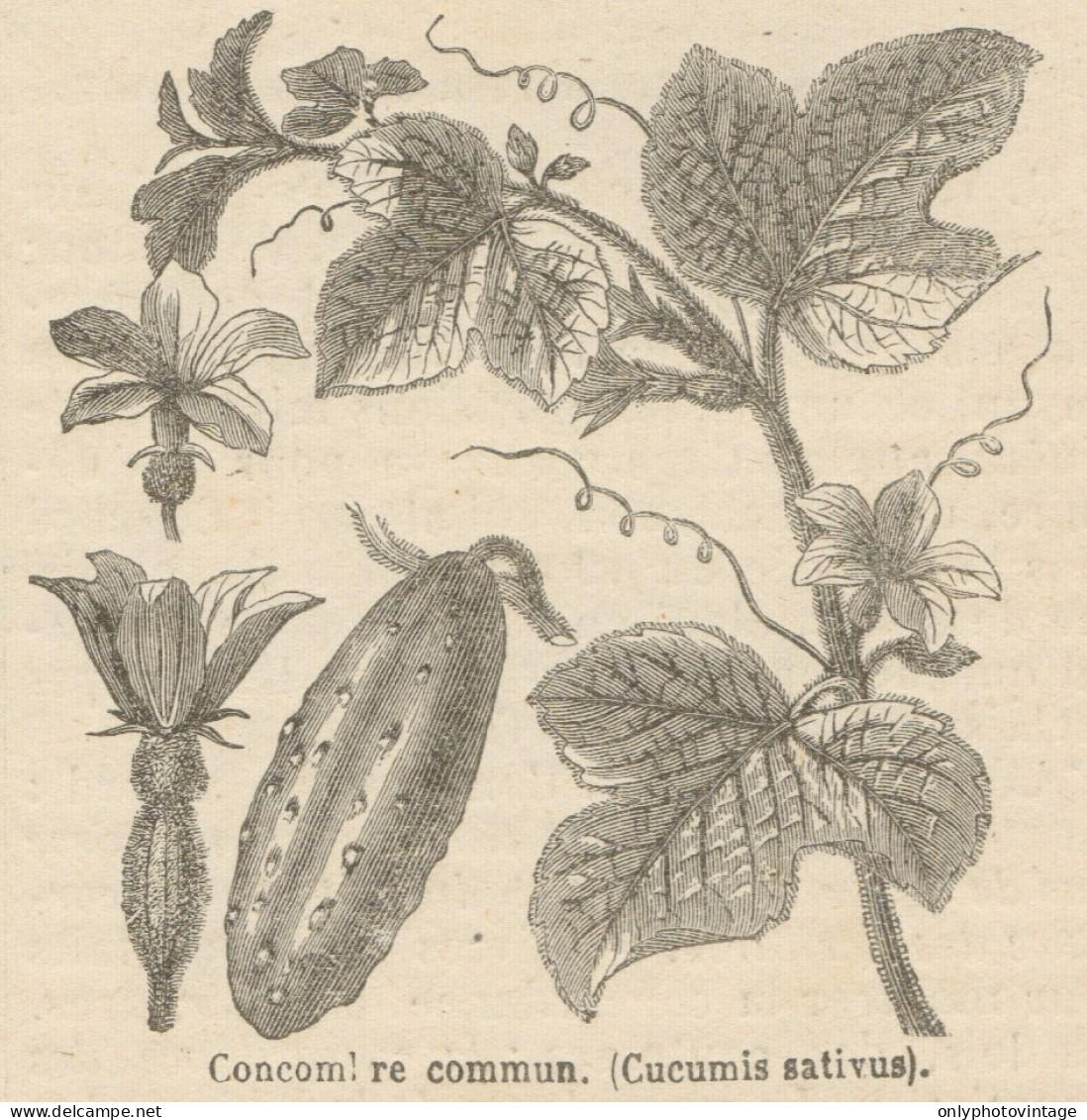 Cucumis Satuvis - Stampa Antica - 1892 Engraving - Estampes & Gravures