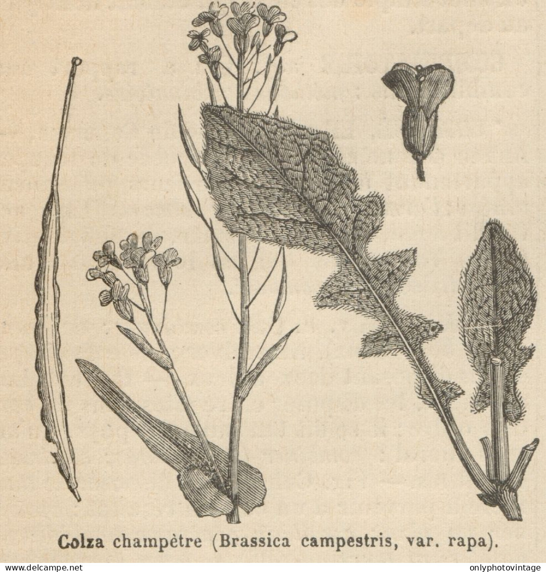 Brassica Campestris - Stampa Antica - 1892 Engraving - Stiche & Gravuren